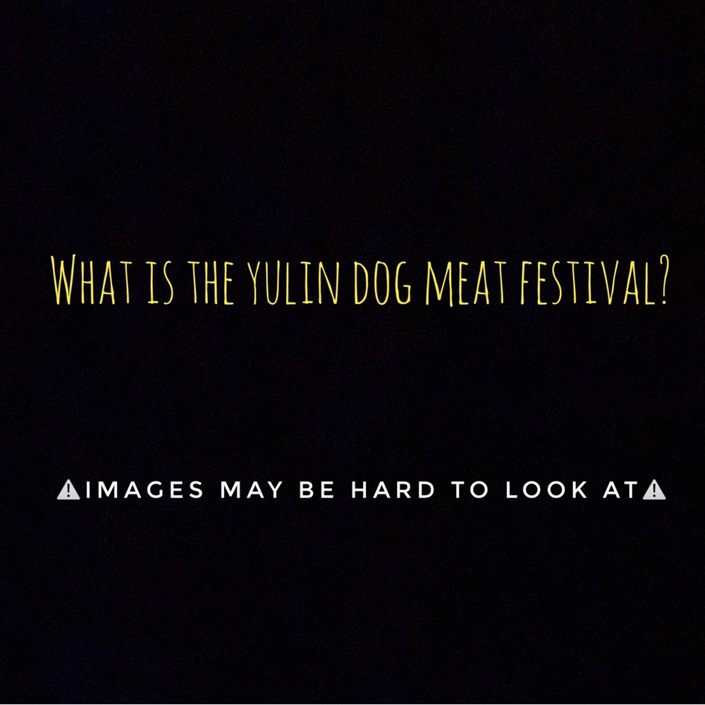 What Is The Yulin Dog Meat Festival?